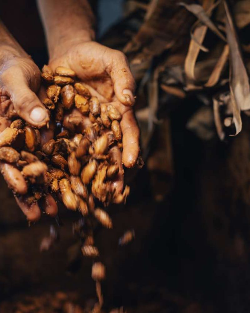 Cópia de Cópia de bcacau-16_Easy-Resize.com